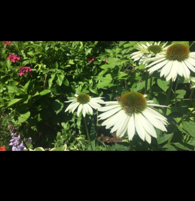 Screenshot_20210731_090944.jpg