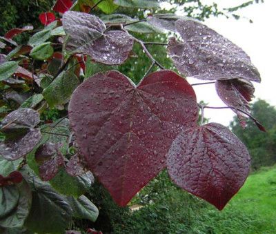 77Cercis_canandensis_FP.jpg
