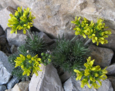 draba.jpg