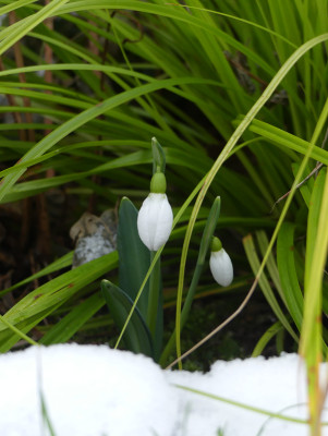 2022-01-09 Galanthus 'Three Ships' 1.jpg