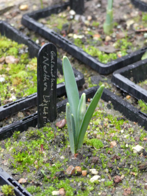 2022-01-09 Galanthus 'Northern Lights' 1.jpg