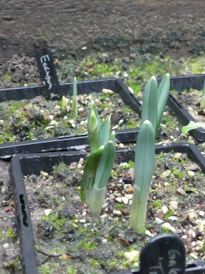 2022-01-09 Galanthus 'Green Tear' 1.jpg