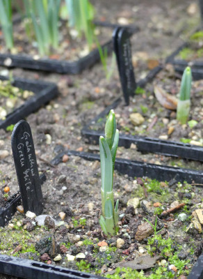 2022-01-09 Galanthus 'Green Mile' 1.jpg