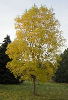 77Fraxinus_oxycarpa_Moraine.jpg