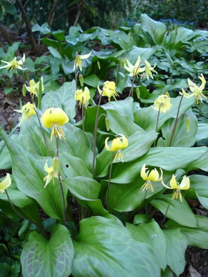 E.PagodeDSC02875jpg.jpg