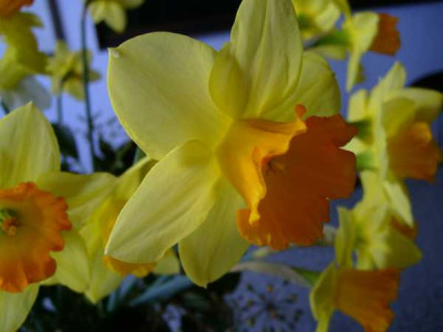 S7002570klein.jpg