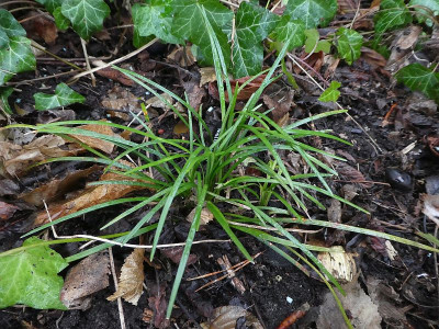 Ophiopogon malconsonii.jpg