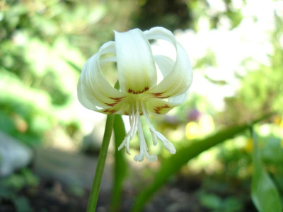 erythronium_revolutumhzahnweijpg.jpg