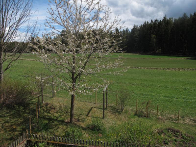 wildkirsche20.JPG