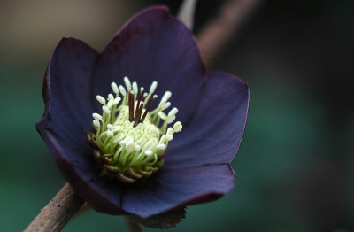 Helleborus_1_Martine_de_Smedt_02-03-2008.jpg
