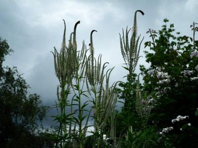 2019-08-08  Veronicastrum 'Diana'.jpg