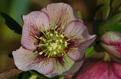 Helleborus_2_Martine_de_Smedt_02-03-2008.jpg