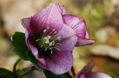 Helleborus_Schmiemann_6_02-03-2008.jpg
