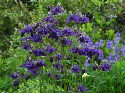 Aquilegia vulgaris 2016-05-29 1.jpg.JPG