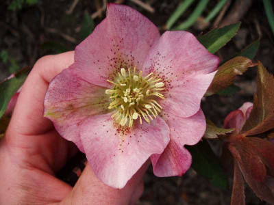 pinklady2008.jpg