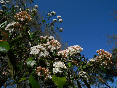 Viburnum burkwoodii 2020-04-12 (1).JPG
