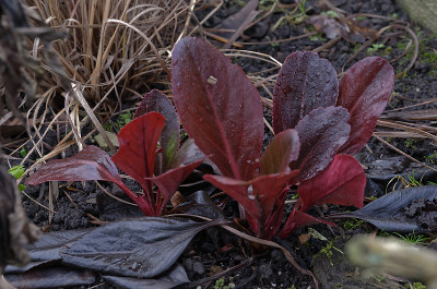 DSC_4121_DxO.jpg