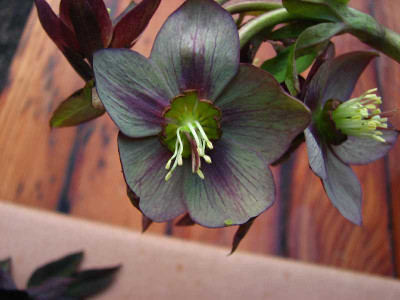 helli2008.jpg