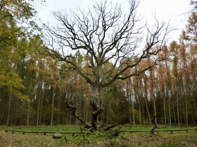 rundwald.jpg