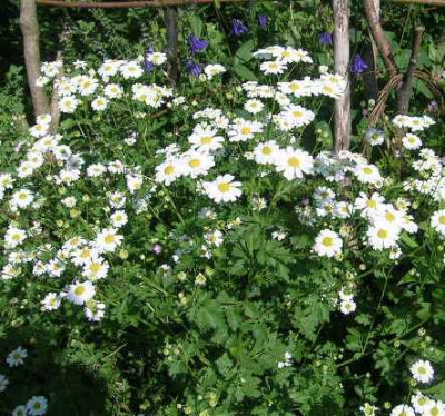 Chrysanthmeum_grandiflor._v.wolfgang.jpg