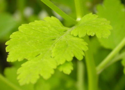 Tanacetum_gelbblattrig_Blatt_2007.jpg