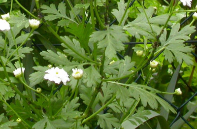 Tanacetum_grunblattrig_Blatt_2007.jpg