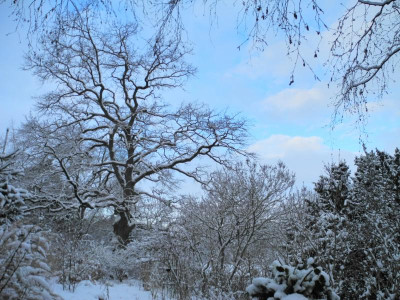 2021-01-30 Westen Schnee (3).JPG