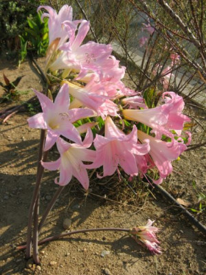 Amaryllis_belladonna.jpg