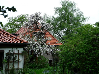 Großväterchen 2021-05-13 (2).JPG