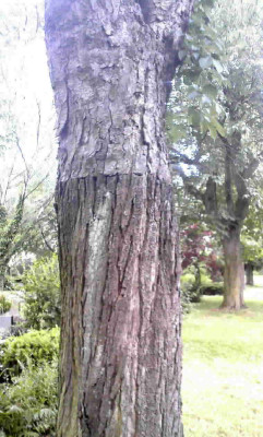 Foto1685b.jpg