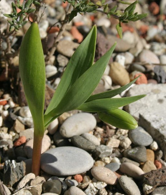 IMG_3405_eFritillaria_aurea_Goldilocks.JPG