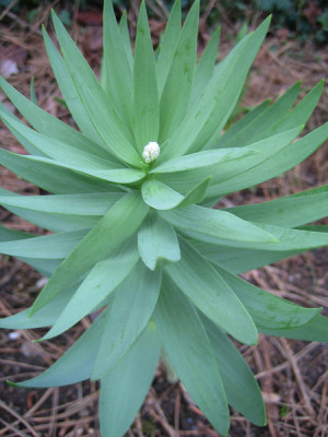 frittilaria_9502.jpg