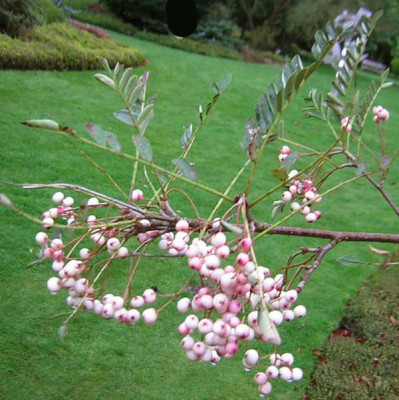 77Sorbus_vilmorinii.jpg