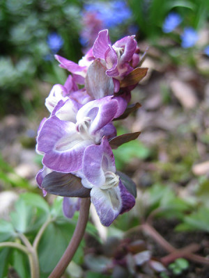 Corydalis_9505.jpg