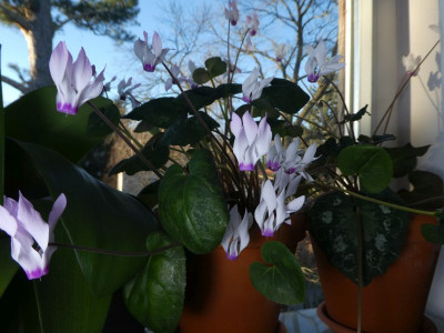 Cyclamen persicum 220106k.jpg