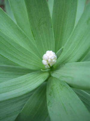 fritillaria_9500.jpg