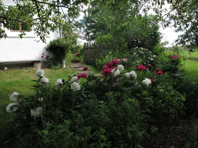paeonienrosen3.JPG