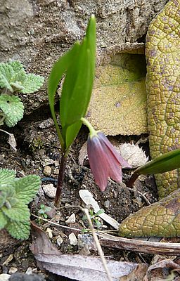 Fritillaria_minuta_fars_2008.jpg