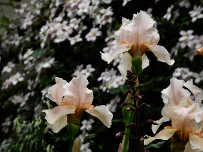 Nel Jape 2021-06-06.jpg