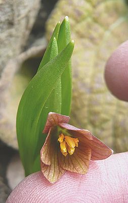 Fritillaria_minuta_2_fars_2008.jpg