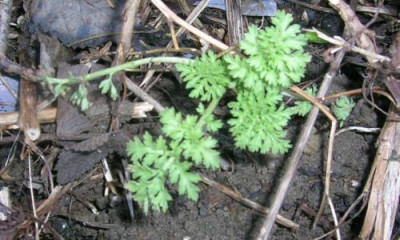 chrys.multiflora_blatt.jpg