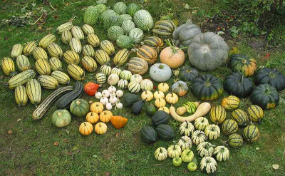 2004_kuerbisernte_rob1b.jpg