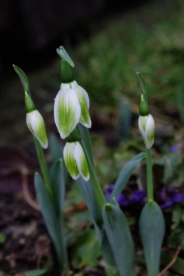 DSCF5621.JPG