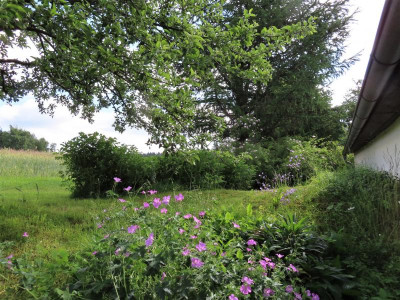 nordgeranium.JPG