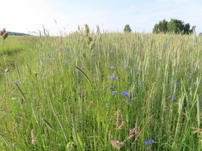 kornblumen.JPG