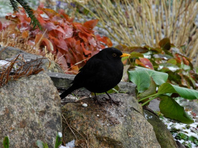 2021-03-06 Westen Amsel.JPG