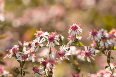 Aster_LB_8379_800_sRGB.jpg