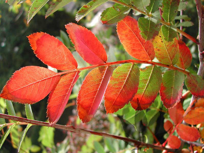 sorbus_hupehensis_herbst1.jpg