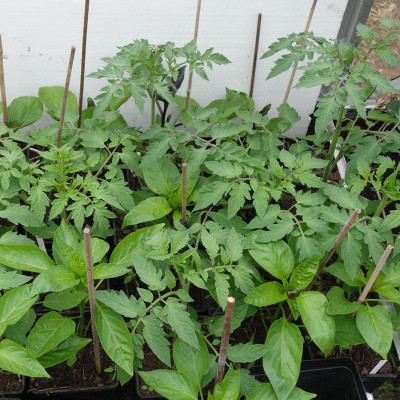 190413_TomatenundCo.jpg