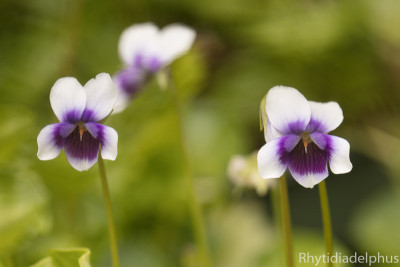 Viola_hederacea_7349_800_sRGB.jpg